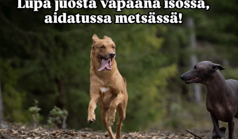 Koiramet
